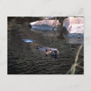Carte postale Beaver