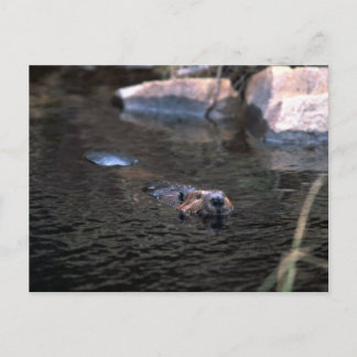 Carte postale Beaver
