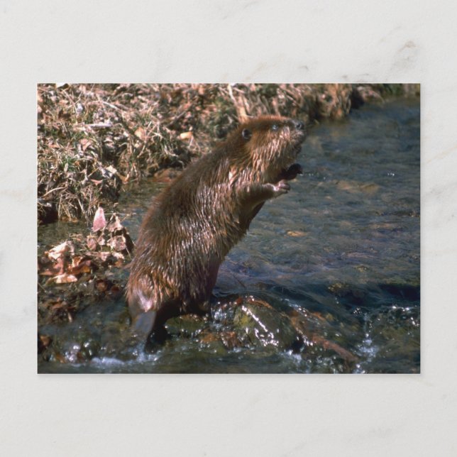 Carte Postale Beaver debout dressé (Devant)