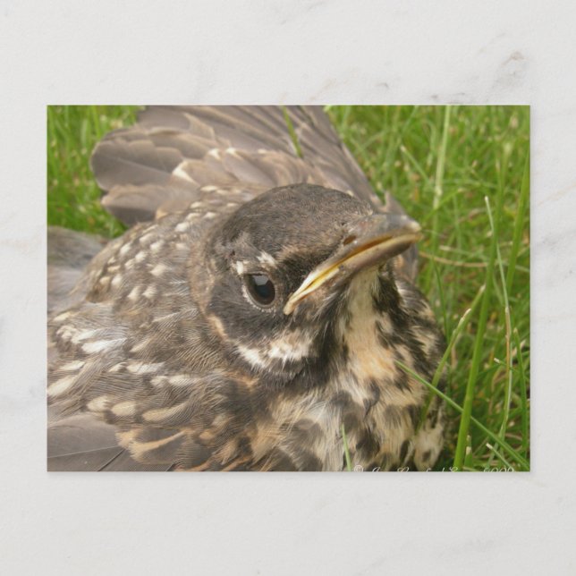 Carte Postale Bébé (Devant)