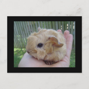 Carte Postale bébé