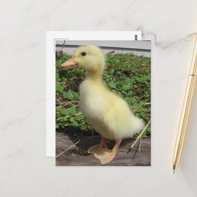 Carte Postale Bébé adorable canard dans le pays Photographie (Devant/Arrière en situation)