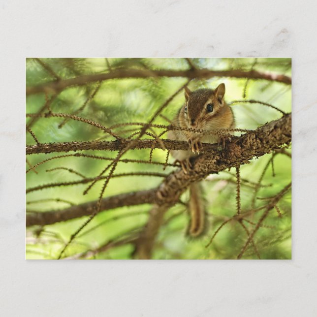 Carte Postale Bébé adorable Chipmunk Caché dans un arbre à pin (Devant)