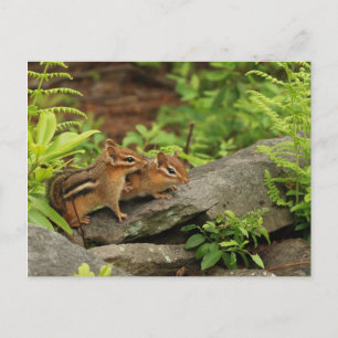 Carte Postale Bébé aimant Chipmunk frères et soeurs