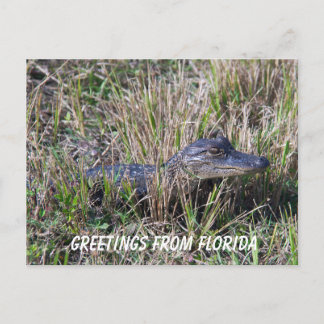 Carte Postale Bébé Alligator mignon Nature Floride Personnaliser