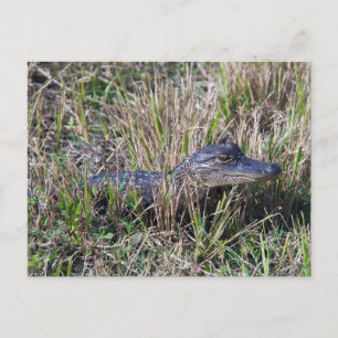 Carte Postale Bébé Alligator mignonne Nature Floride