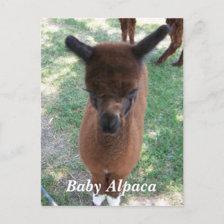 Carte Postale Bébé Alpaca Gena