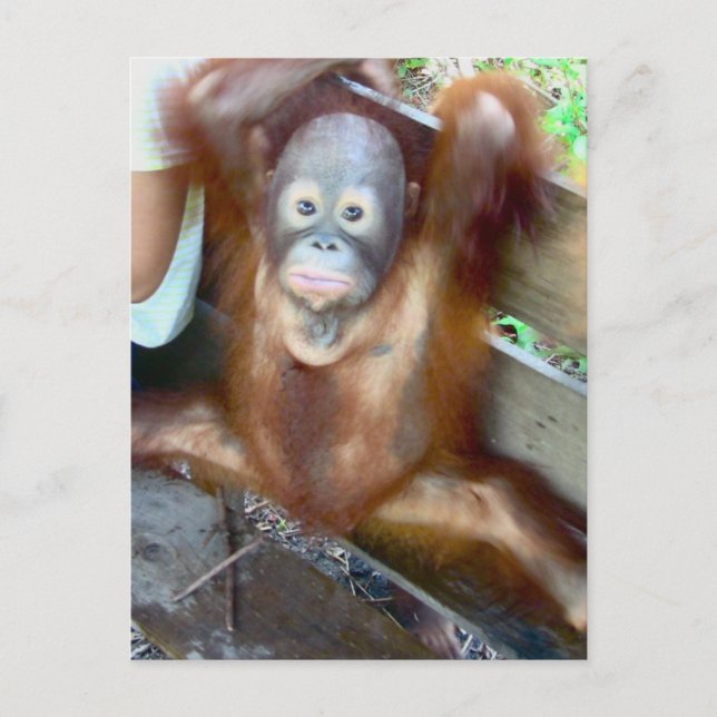 Carte Postale Bébé animal Accident de potty (Devant)