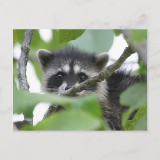 Carte Postale Bébé Bandit !