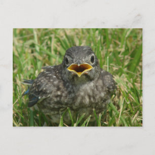 Carte Postale Bébé bleu