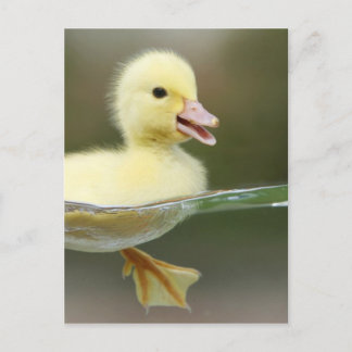 Carte Postale bébé canard nager mignon