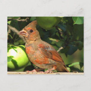 Carte Postale Bébé Cardinal