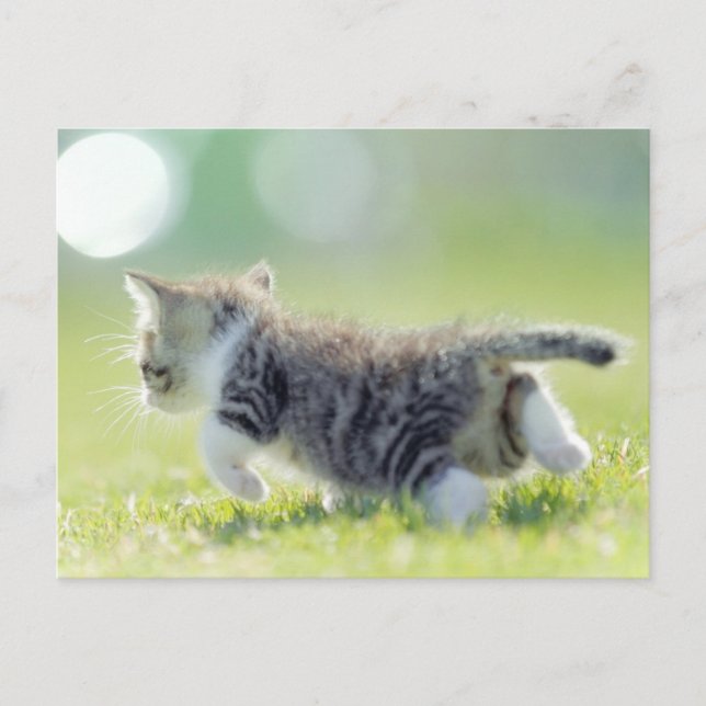 Carte Postale Bébé chat courant sur le terrain d'herbe. (Devant)