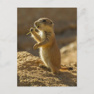 Carte Postale Bébé chien de prairie mangeant, Arizona