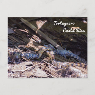 Carte Postale Bébé crocodiles en Tortuguero - Costa Rica