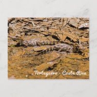 Bébé crocodiles en Tortuguero - Costa Rica