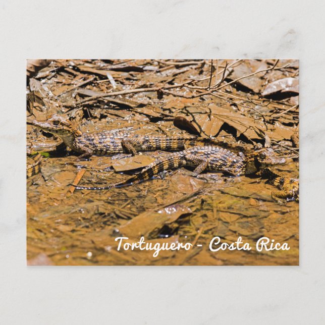 Carte Postale Bébé crocodiles en Tortuguero - Costa Rica (Devant)