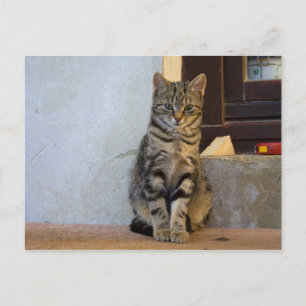 Carte Postale Bébé de chat de tigre adorable