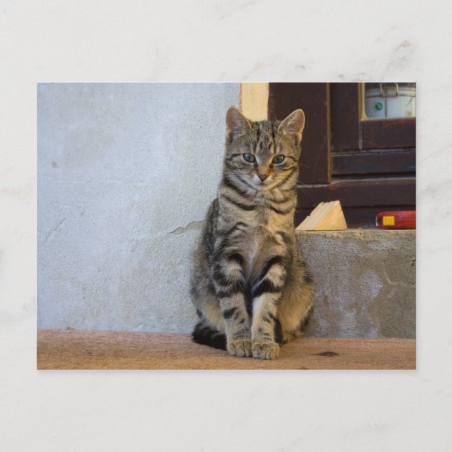 Carte Postale Bébé de chat de tigre adorable (Devant)