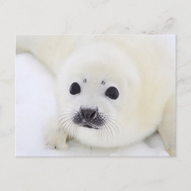 Carte Postale Bébé de phoque du Groenland sur la glace de la mer (Devant)
