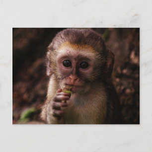 Carte Postale Bébé de singe Vervet doux