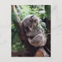 Bébé dormant Koala