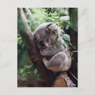 Carte Postale Bébé dormant Koala