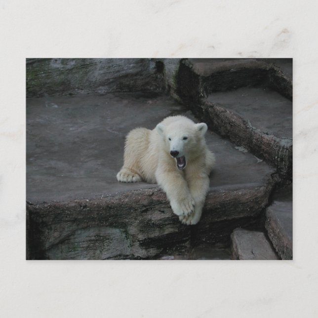 Carte Postale Bébé d'ours polaire (Devant)
