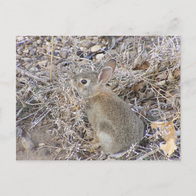 Carte Postale Bébé doux lapin (Devant)