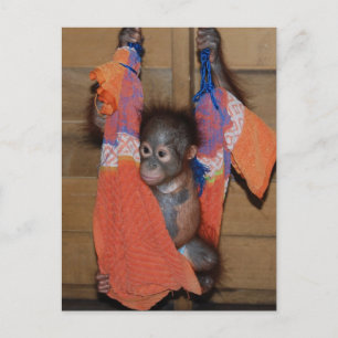 Carte Postale Bébé doux Secourt Orangutan