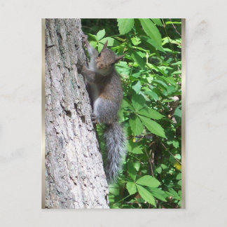 Carte postale "Bébé écureuil"