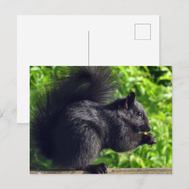 Carte Postale Bébé écureuil noir mignon mangeant des graines dan (Devant / Derrière)