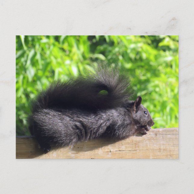 Carte Postale Bébé écureuil noir se faisant bronzer sur la ramba (Devant)