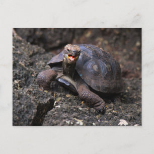 Carte Postale Bébé Galapagos Tortue géante