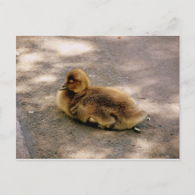 Carte Postale Bébé Gosling Au Printemps (Devant)