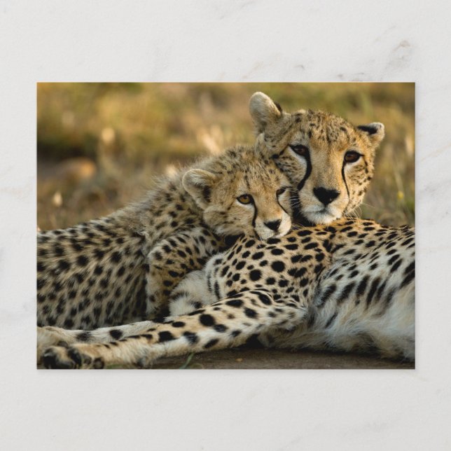 Carte Postale Bébé guépard câlinant sa mère (Devant)