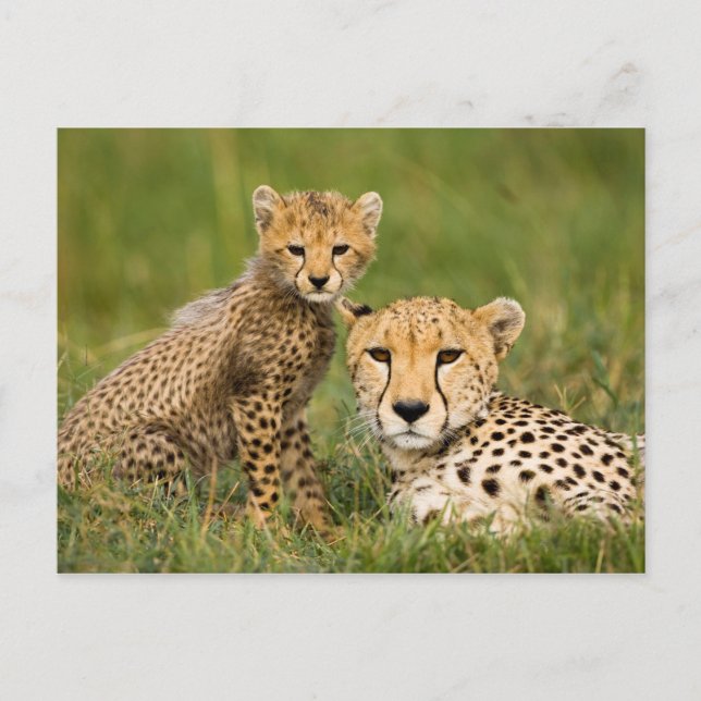 Carte Postale Bébé guépard et parent dans l'herbe (Devant)