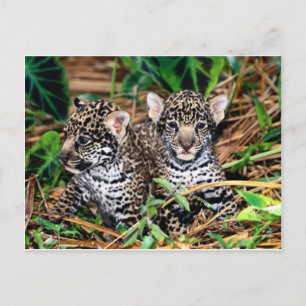 Carte Postale Bébé jaguars