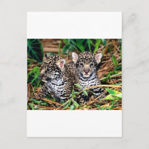 Carte Postale Bébé jaguars