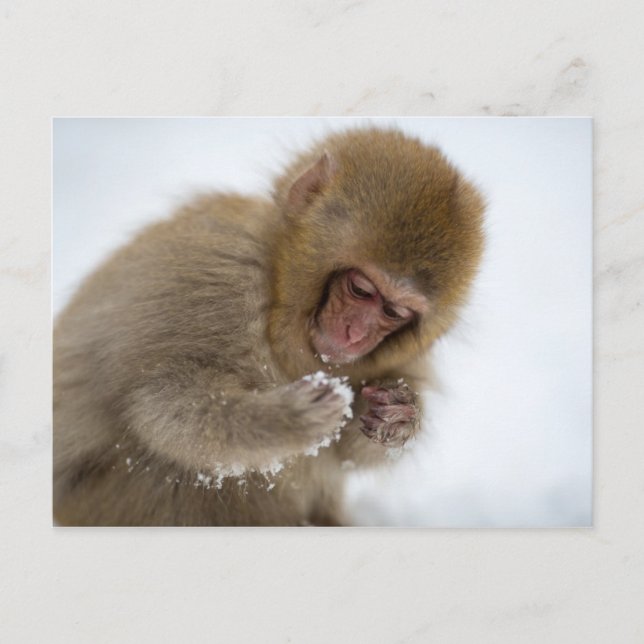 Carte Postale Bébé Japonais Macaque | Singe des neiges (Devant)