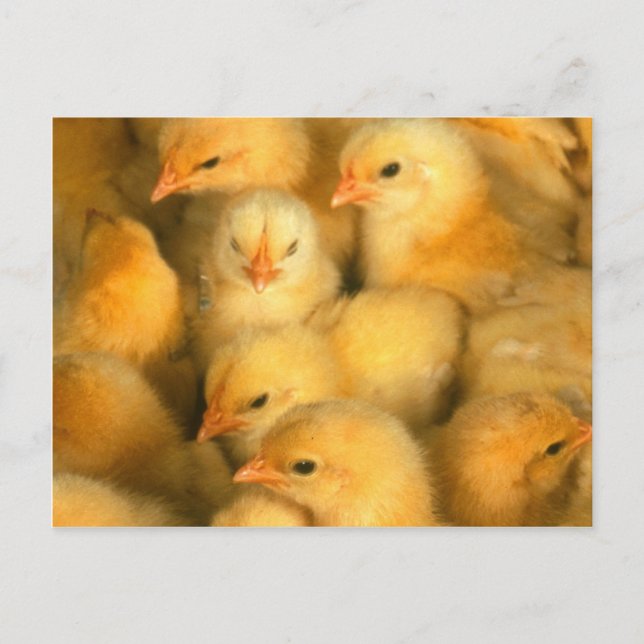 Carte Postale Bébé Jaune Chicks (Devant)