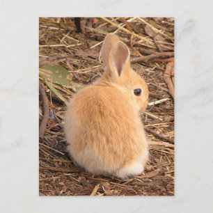 Carte Postale Bébé Lapin