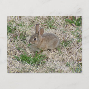 Carte Postale Bébé Lapin Chewing