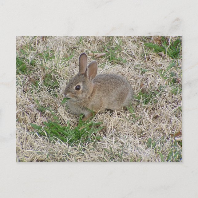 Carte Postale Bébé Lapin Chewing (Devant)