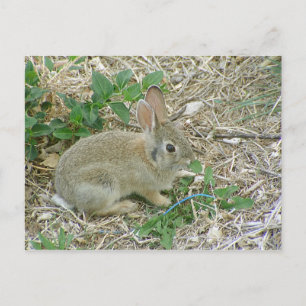 Carte Postale Bébé Lapin Et Feuille