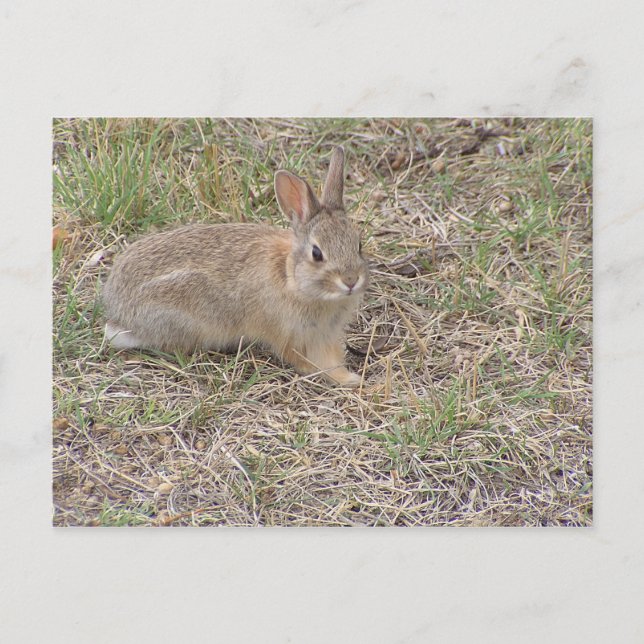 Carte Postale Bébé Lapin Posing (Devant)