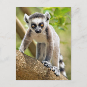 Carte Postale Bébé lémurien à queue annelée