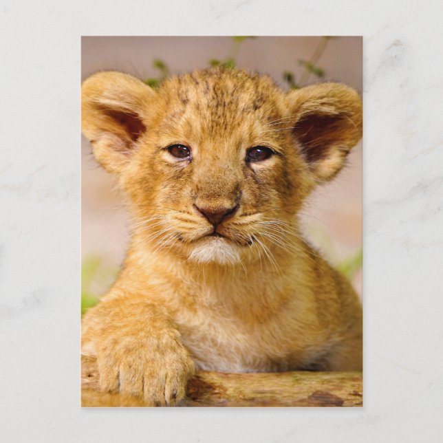 Carte Postale Bébé Lion Cub (Devant)