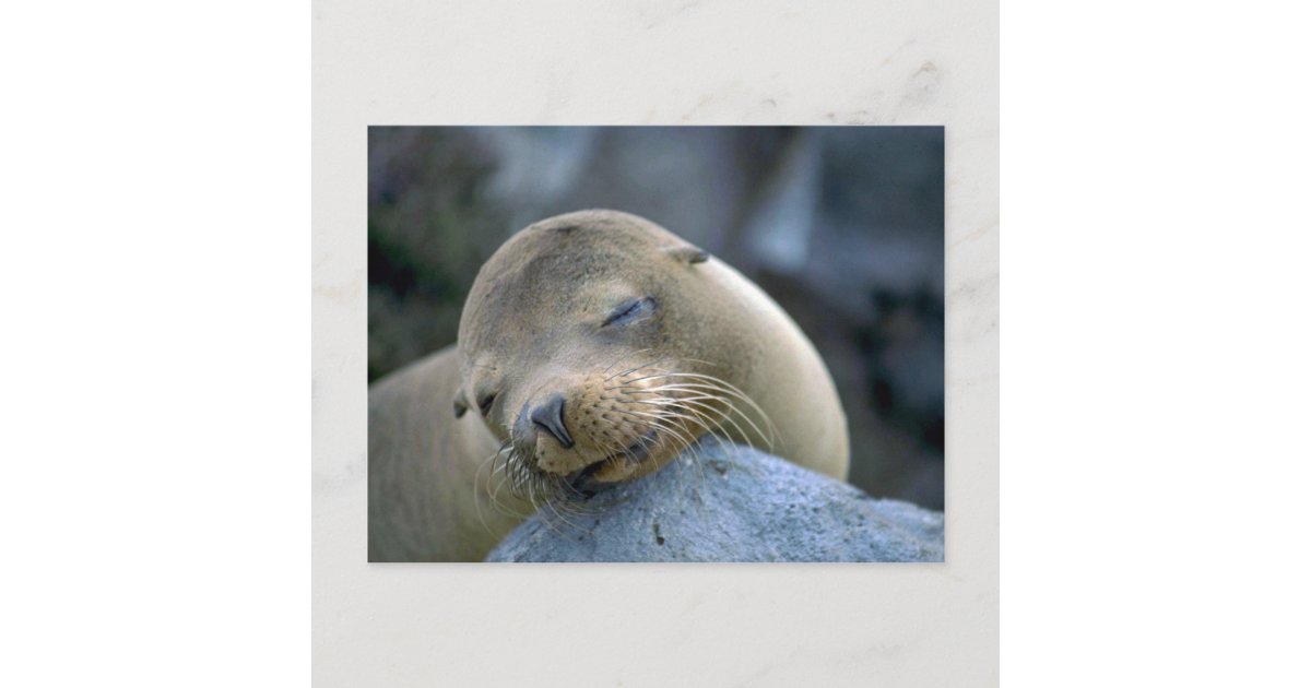 Carte Postale Bebe Lion De Mer Iles Galapagos Zazzle Fr