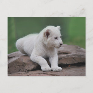Carte Postale Bébé lionceau blanc 2